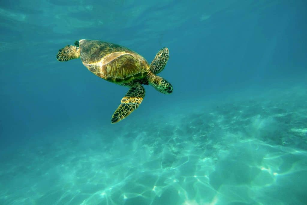 How Suntribe Defines Reef Safe